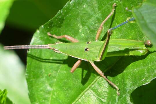 Image de Pseudomorphacris