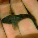 Image of Beardless tadpole goby