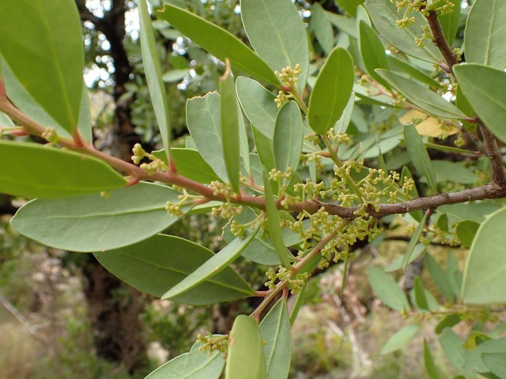 Image of Gymnosporia laurina (Thunb.) Szyszyl.