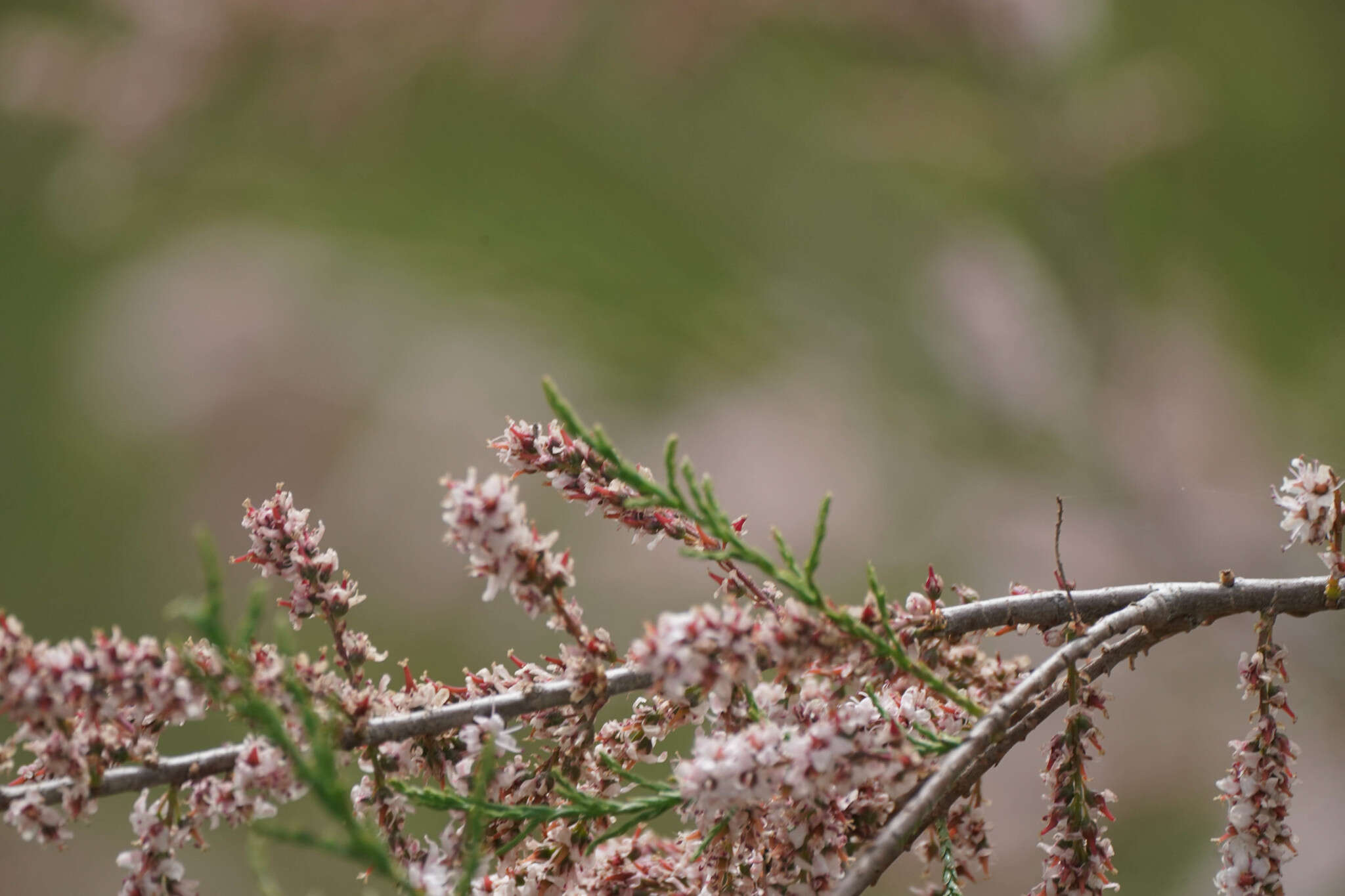 Image of Tamarix dalmatica Baum