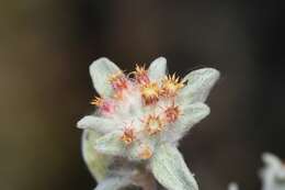 Image de Helichrysum leontonyx DC.