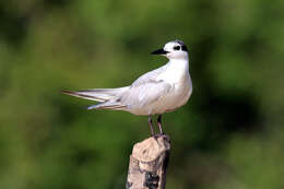 Image of Whiskered Tern