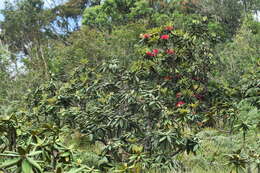 Image of Rhododendron arboreum subsp. zeylanicum (Booth) Tagg