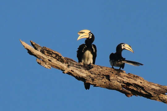 Image of Oriental Pied Hornbill