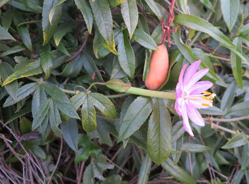 Imagem de Passiflora tripartita var. azuayensis L. B. Holm-Nielsen & P. M. Jørgensen