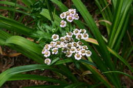 Image of yarrow