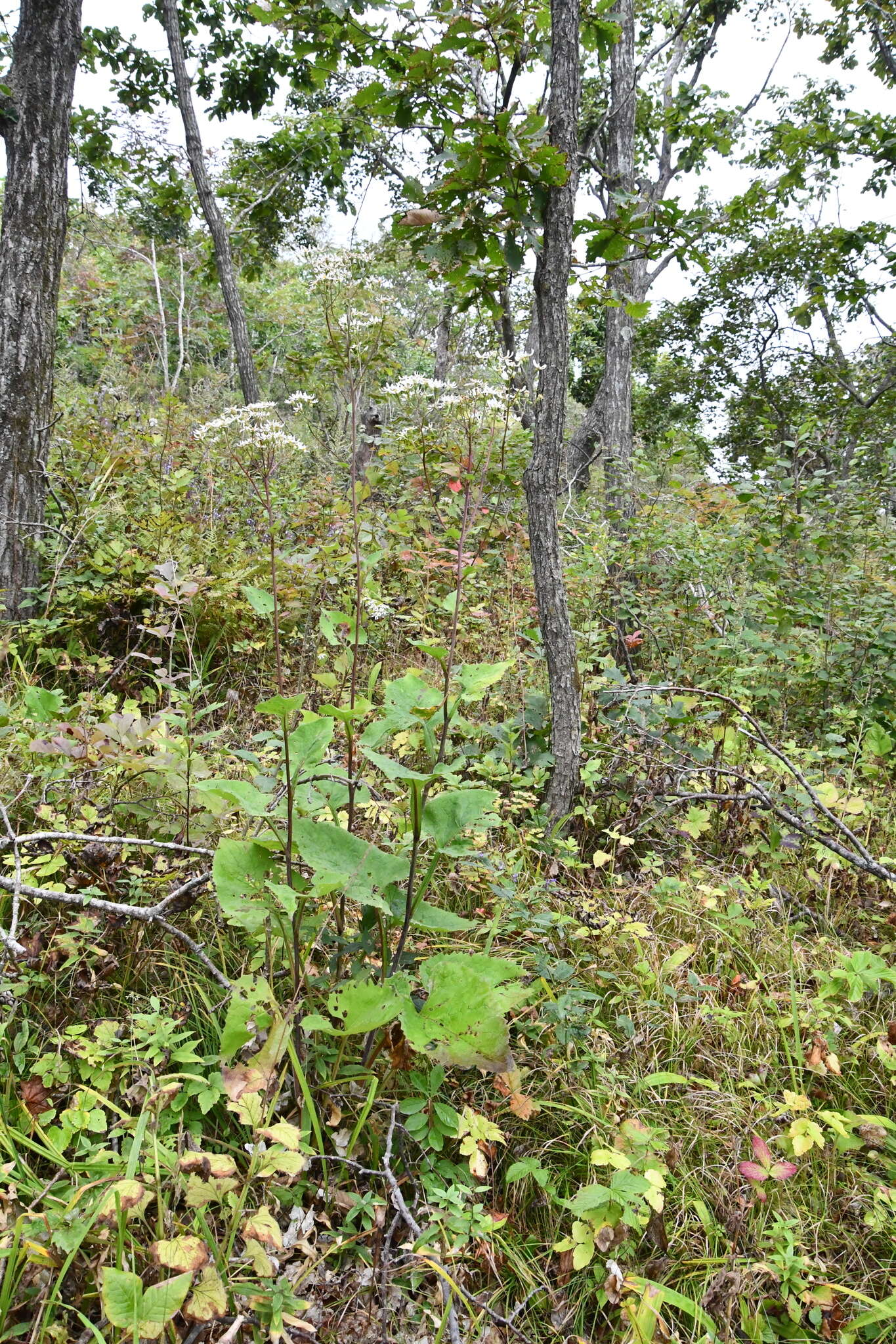 Image of Edible aster