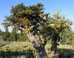 Plancia ëd Cercocarpus ledifolius Nutt.