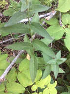 Image of hawkweed