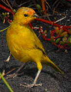 Image of Saffron Finch