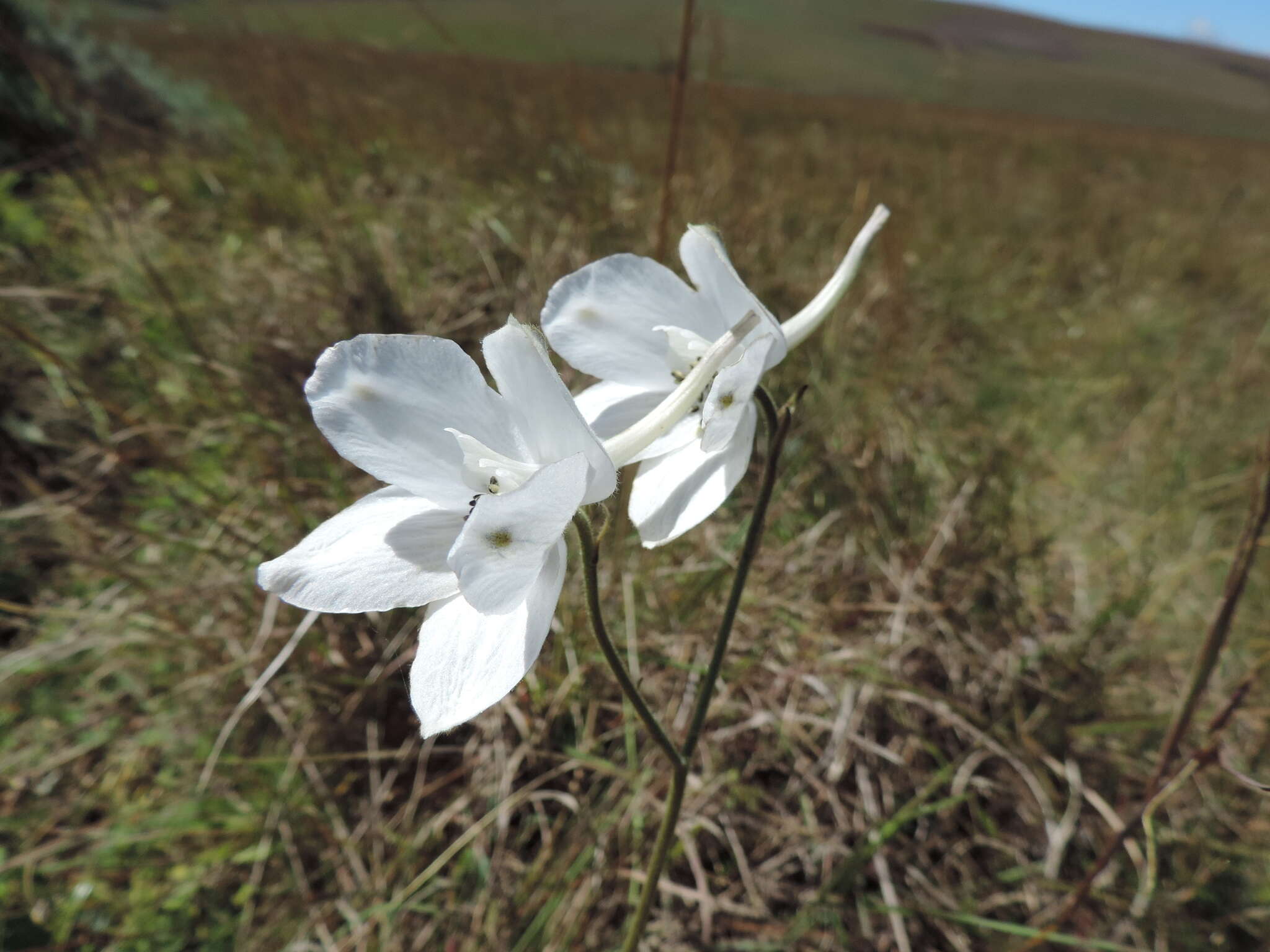 Delphinium leroyi Franch. ex Huth的圖片