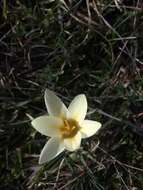 Image of Crocus tauricus (Trautv.) Puring