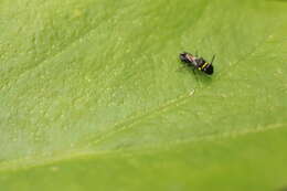 Imagem de Hylaeus primulipictus (Cockerell 1905)