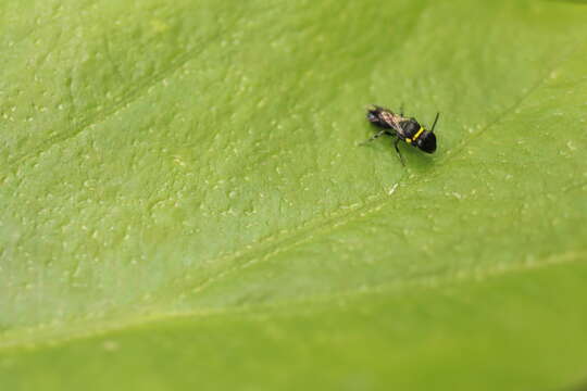 Imagem de Hylaeus primulipictus (Cockerell 1905)