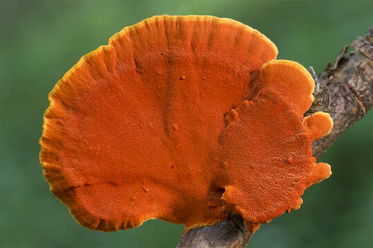 Image of Orange polypore