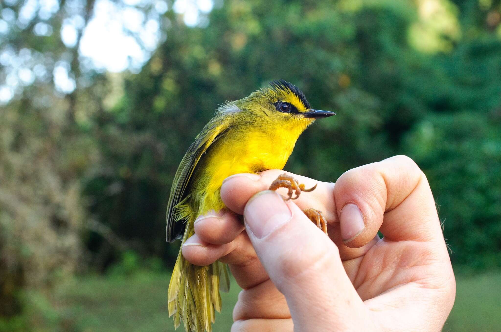 Image of Black-crested Warbler