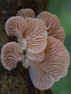 Image of Pleurotus djamor (Rumph. ex Fr.) Boedijn 1959