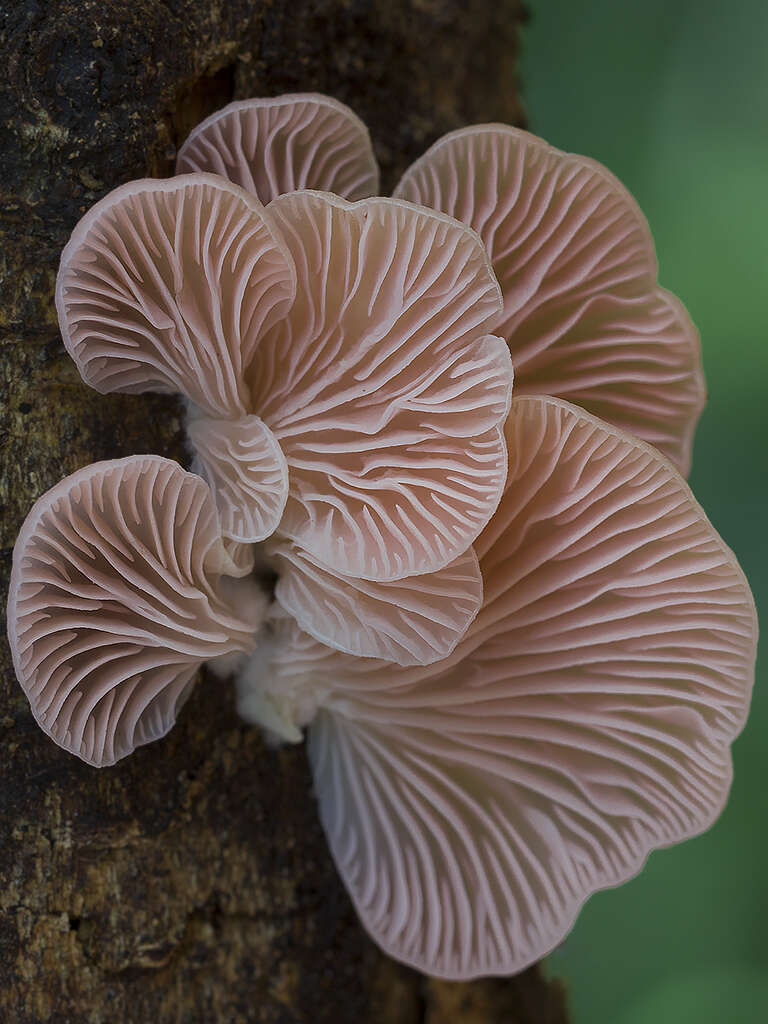 Image of Pleurotus djamor (Rumph. ex Fr.) Boedijn 1959