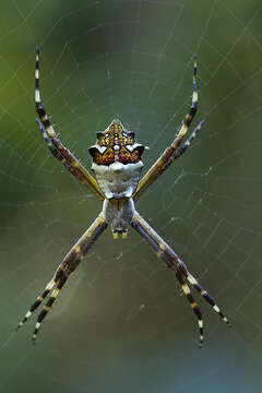 Image of Silver Argiope