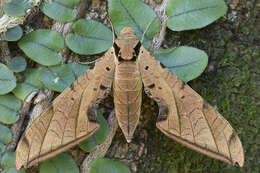 Image of Streaked Sphinx