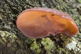 Image of ear fungus