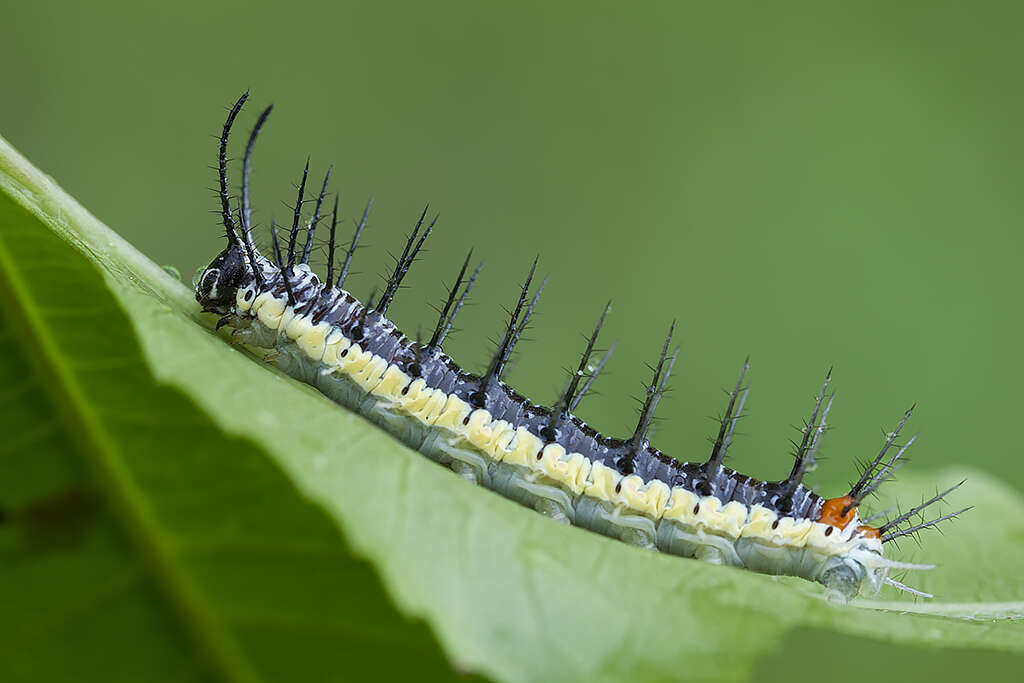 Image of Isabella’s Longwing