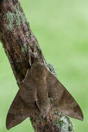 Image of False Fig Sphinx Moth