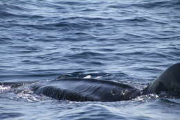 Image of whale sharks