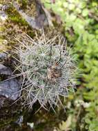 Image de Mammillaria discolor Haw.