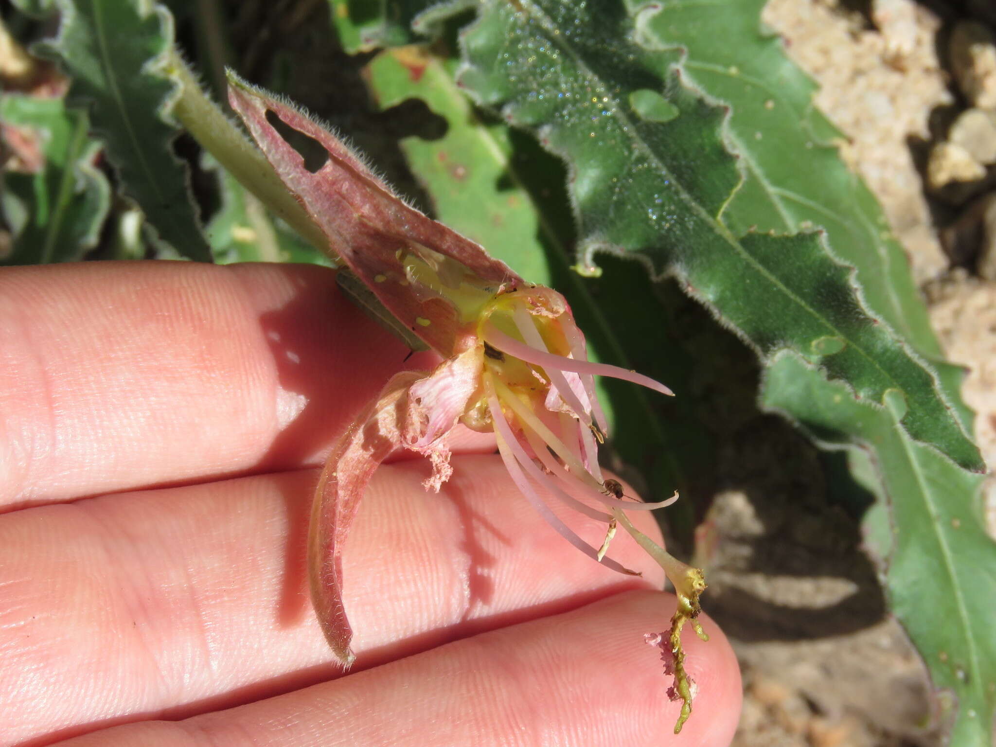 Imagem de Oenothera cespitosa Nutt.