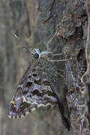 Image of Dorantes Longtail