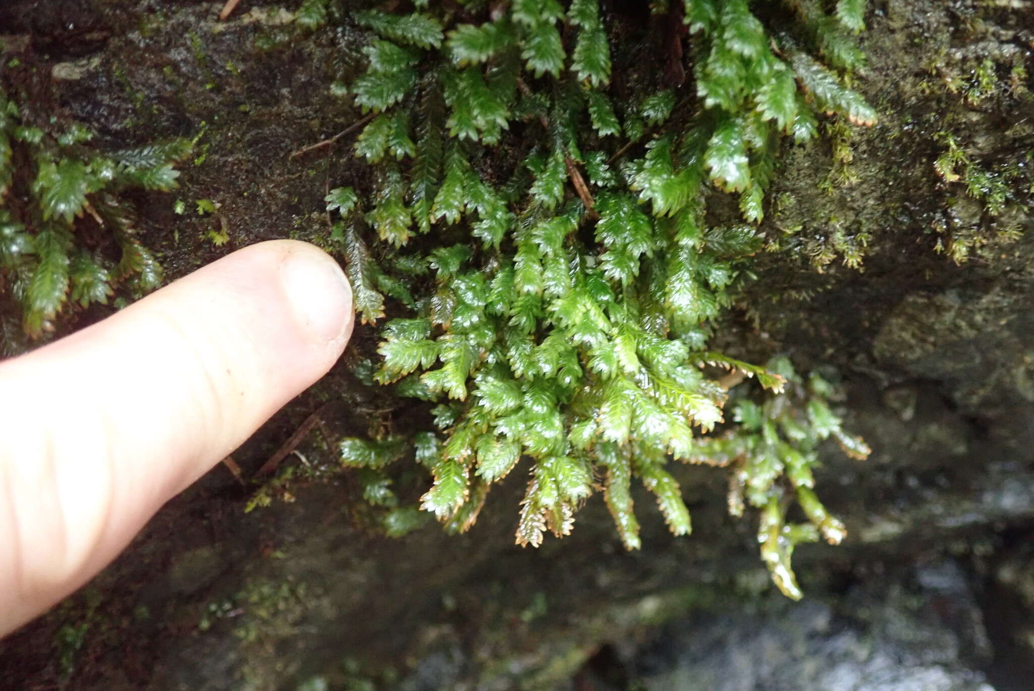 Image of Maidenhair moss