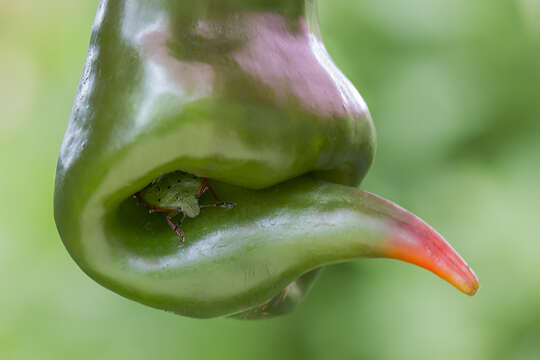 Image of Southern green stink bug