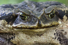 Image of Cururu Toad