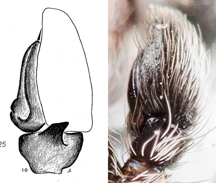 Image of Attulus nenilini (Logunov & Wesolowska 1993)