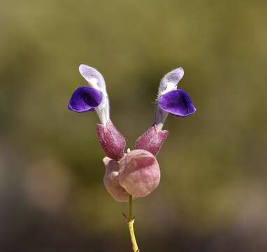 Imagem de Scutellaria mexicana (Torr.) A. J. Paton