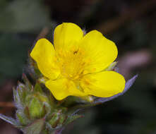 Image of mountainmeadow cinquefoil