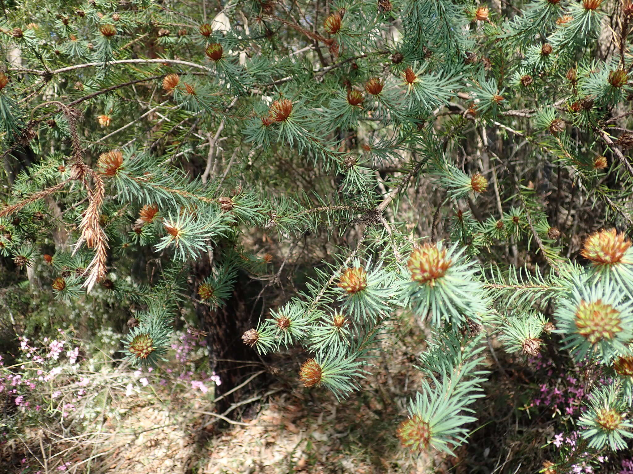 Image of Pultenaea stipularis Sm.