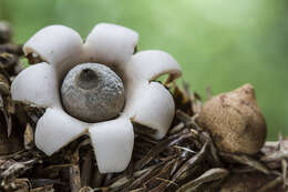 Image of Geastrum saccatum