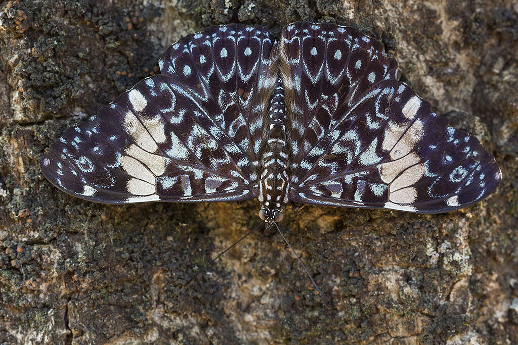 Image of Red Cracker