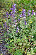 Image of Nepeta cyanea Steven