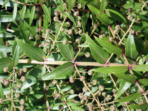 Image of Coriaria pteridoides W. R. B. Oliv.