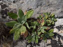 Image of Pseudoscabiosa saxatilis (Cav.) J. A. Devesa