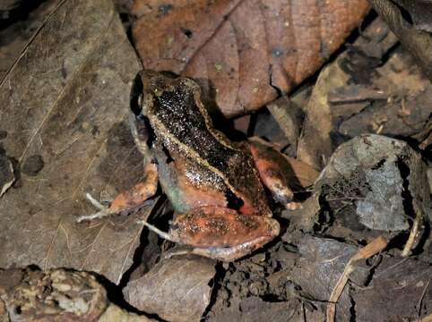 Plancia ëd Eleutherodactylus atkinsi Dunn 1925