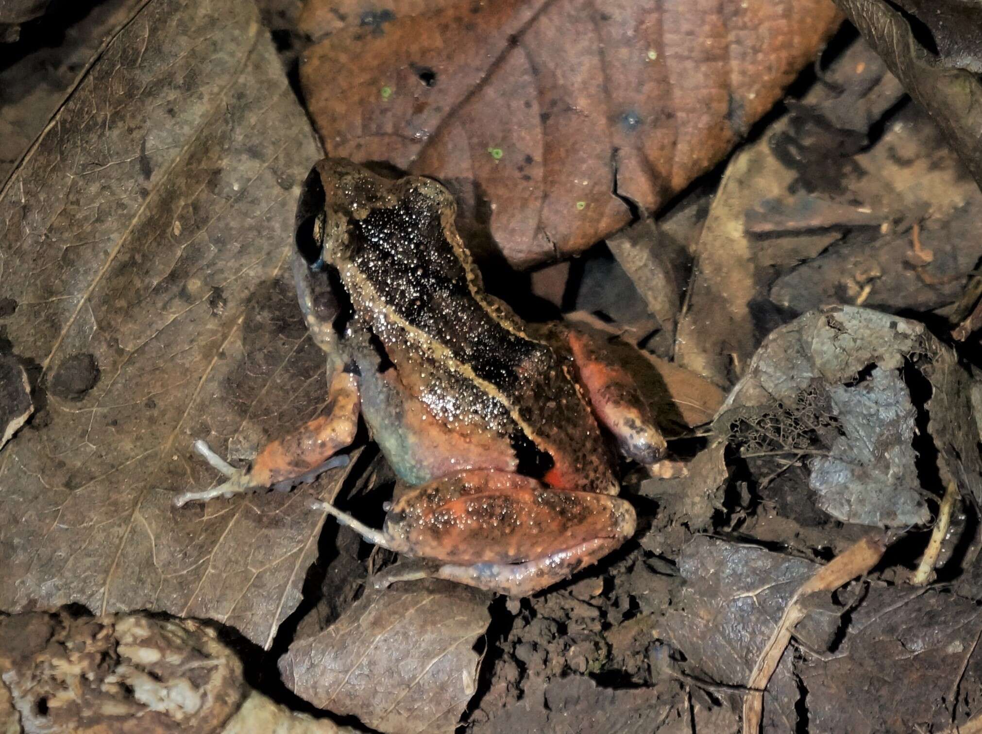 Image de Eleutherodactylus atkinsi Dunn 1925