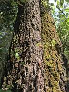 Image of Abies guatemalensis var. jaliscana Martínez