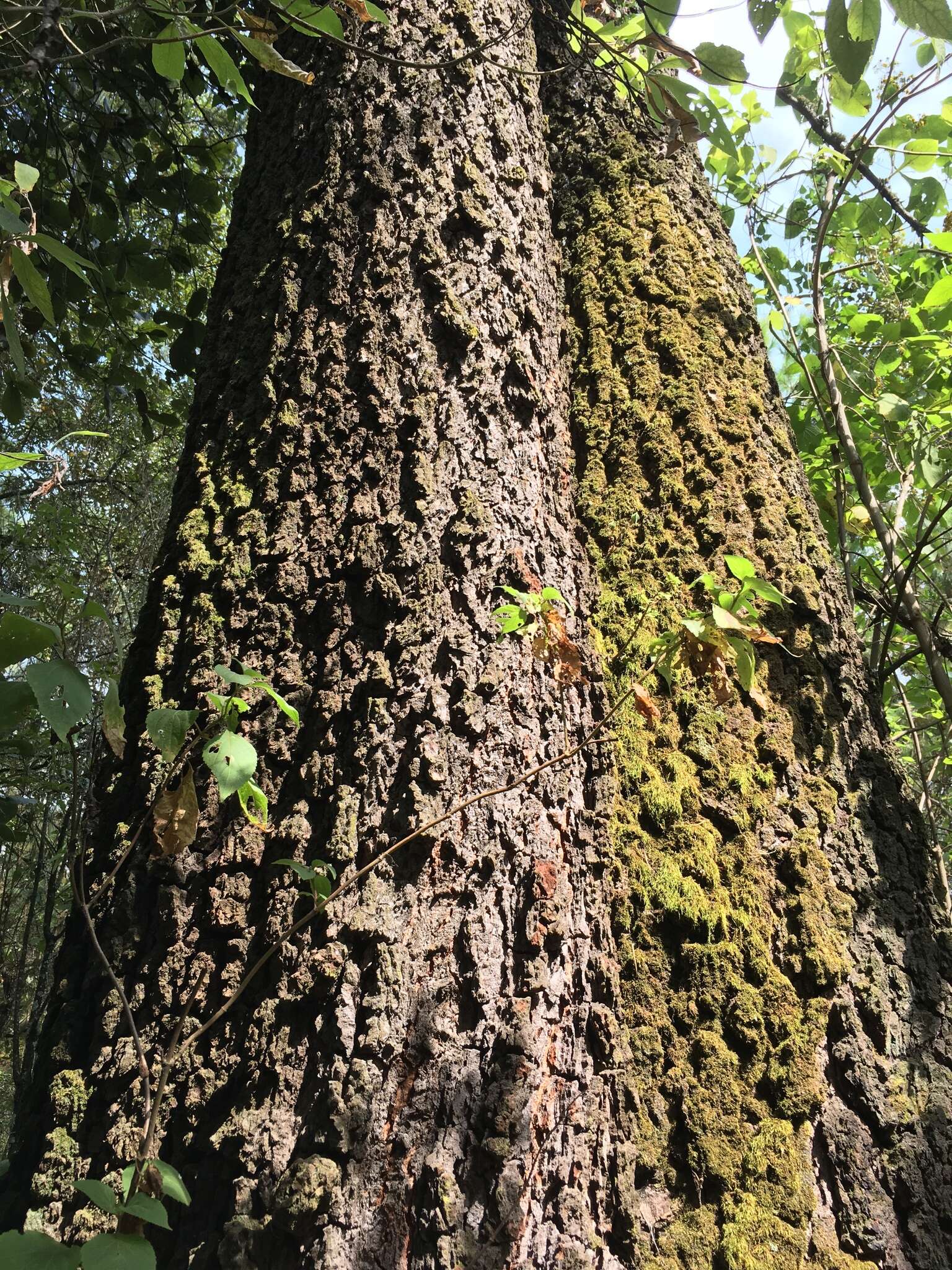 Image of Abies guatemalensis var. jaliscana Martínez