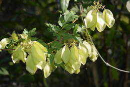 Imagem de Urvillea chacoensis A. T. Hunziker