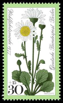 Image of Oxeye Daisy