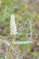 Image of dense-spike blackroot